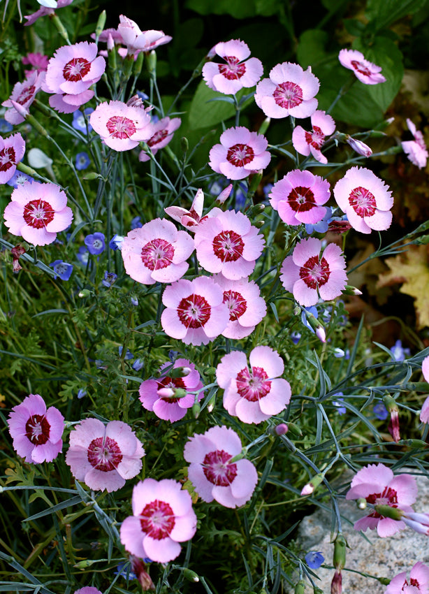 Dianthus plumarius 'Thea Mary'