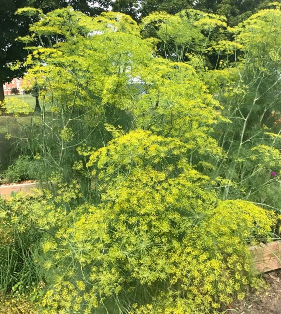 DILL 'Mammoth' --Anethum graveolens--
