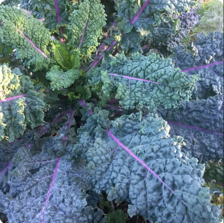 KALE 'Dinosaur Rainbow'