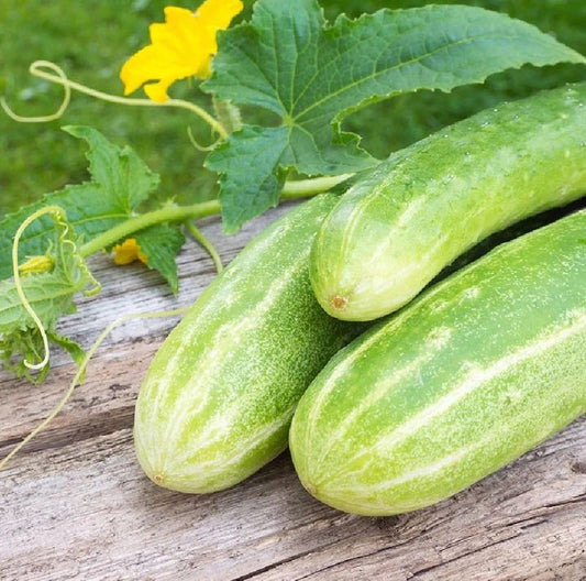 CUCUMBER 'Double Yield'