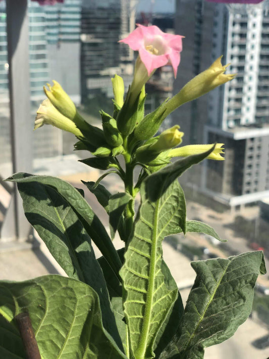 TOBACCO 'Perique' --Nicotiana tabacum--