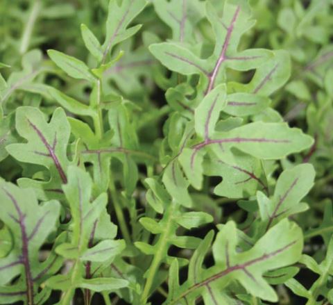 ARUGULA 'Dragon's Fire' --Diplotaxis tenuifolia--