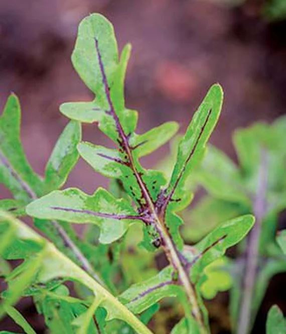 ARUGULA 'Dragon's Fire' --Diplotaxis tenuifolia--