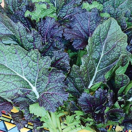MUSTARD GREENS 'Dragontongue'
