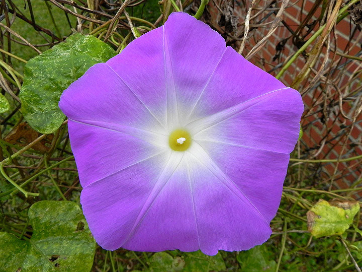 MORNING GLORY 'Wedding Bells'