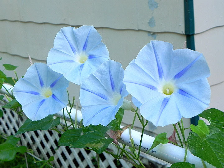 MORNING GLORY 'Blue Star'