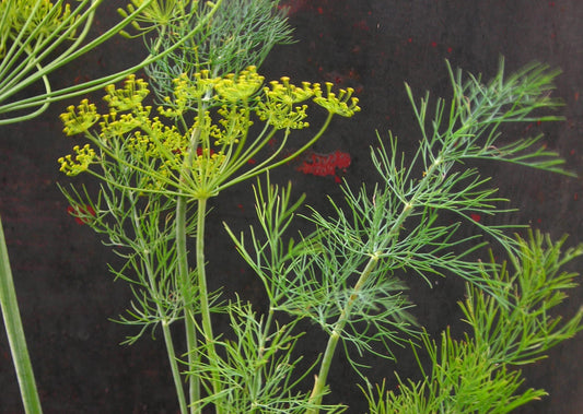 DILL 'Dukat' --Anethum graveolens--