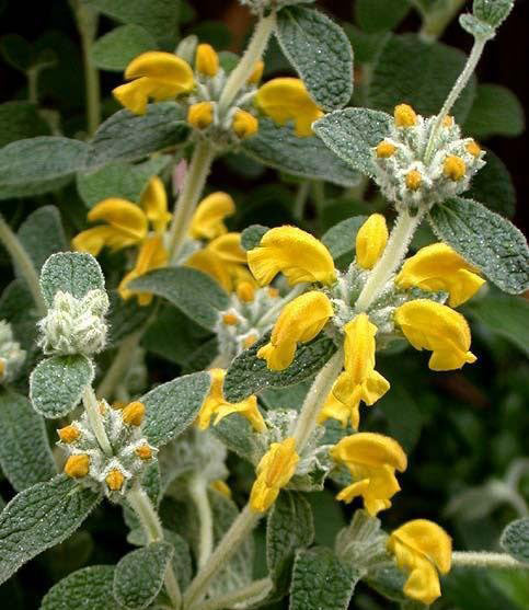 Phlomis lanata --Jerusalem Dwarf Sage--