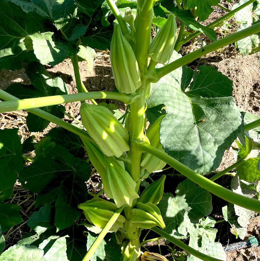 OKRA 'Eagle Pass'