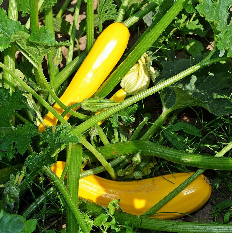 SQUASH 'Early Prolific Straightneck'