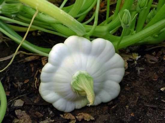 SQUASH 'Early White Bush Scallop'