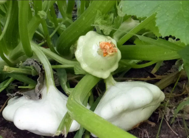 SQUASH 'Early White Bush Scallop'
