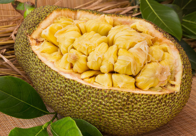 JACKFRUIT --Artocarpus heterophyllus--