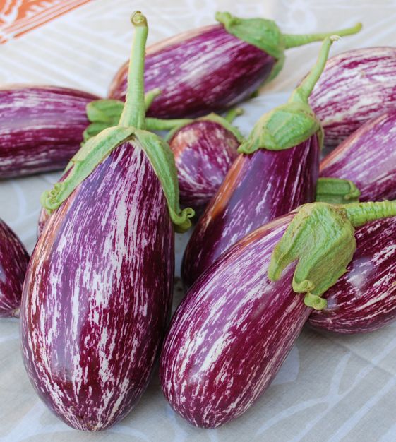 EGGPLANT 'Listada di Gandia'