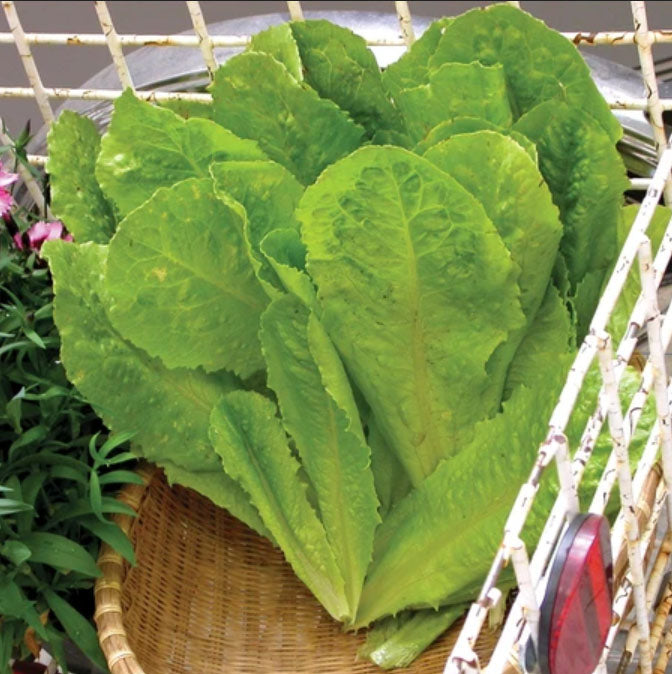 LETTUCE 'Eiffel Tower'