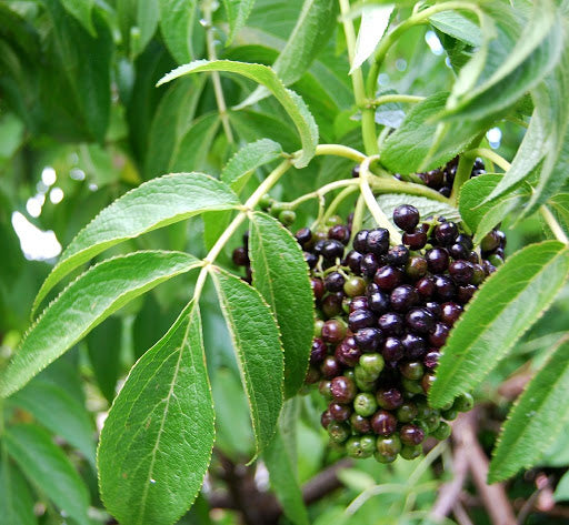 ELDERBERRY 'Peruvian' --Sambucus peruviana--