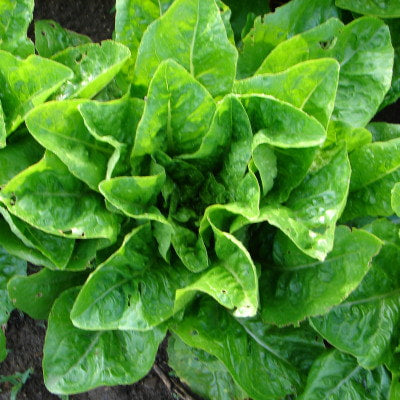 LETTUCE 'Emerald Fan'