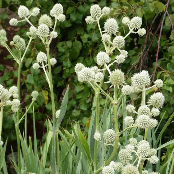 Eryngium yuccifolium --Rattlesnake Master--