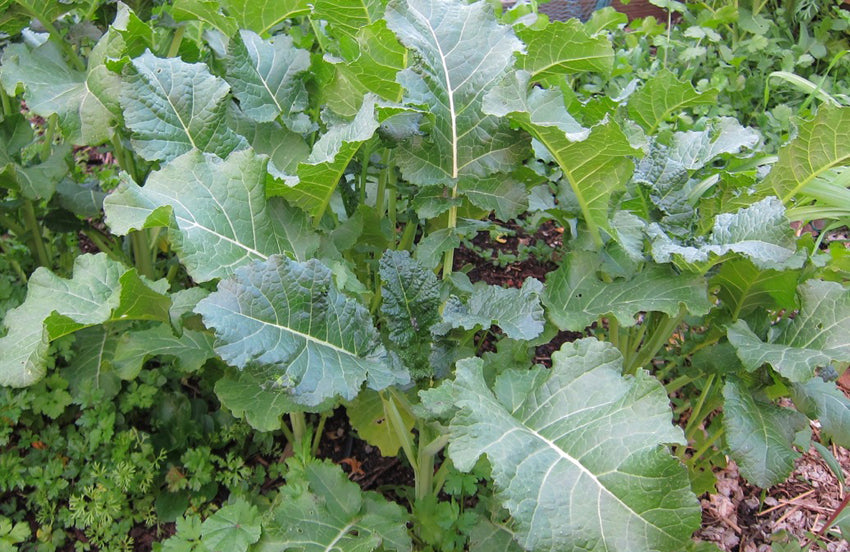 KALE 'Ethiopian'