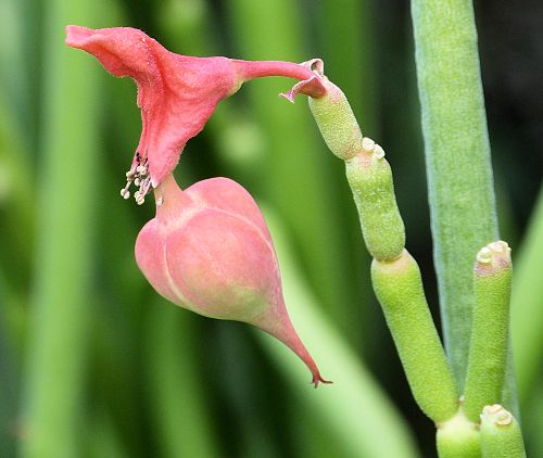 Euphorbia lomelii --Lady's Slipper Plant--