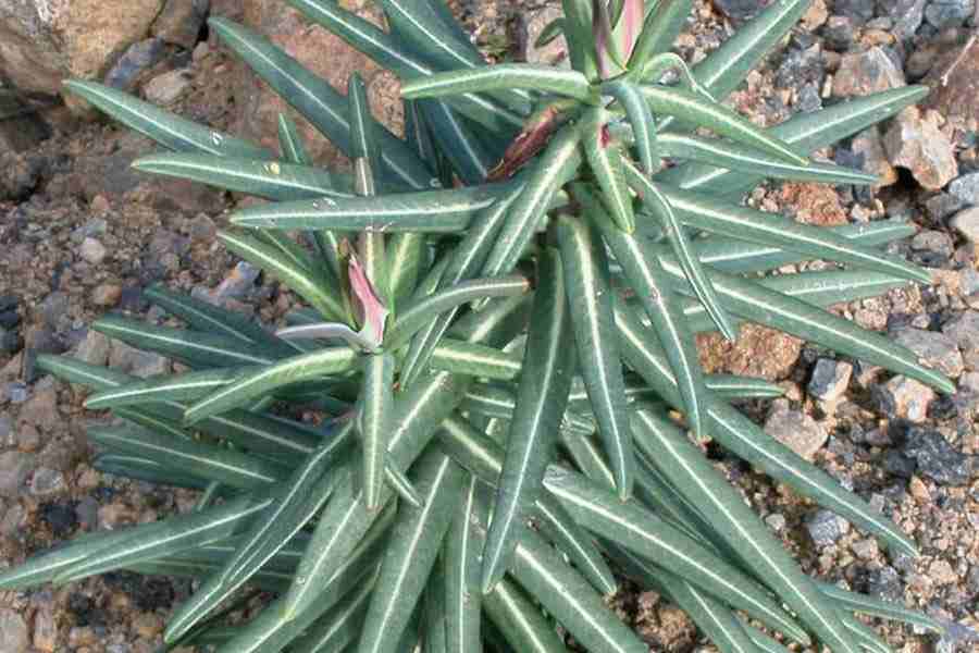 Euphorbia lathyris --Caper Spurge--