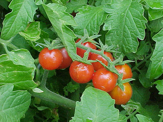 TOMATO 'Everglades Wild' --Lycopersicon pimpinellifolium--