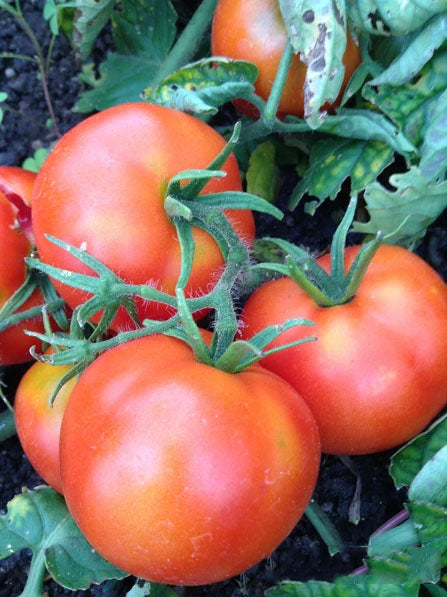 TOMATO 'Extreme Bush'