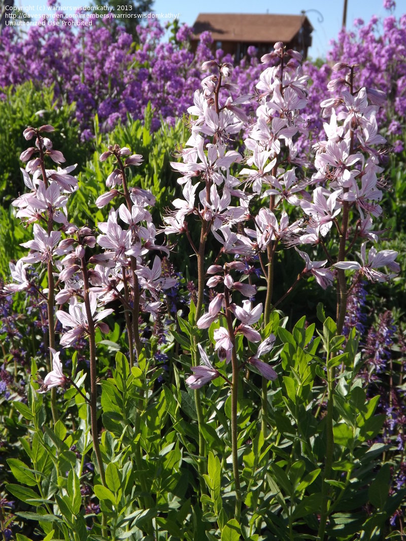 DITTANY 'Purple' --Dictamnus albus 'Purpureus'--