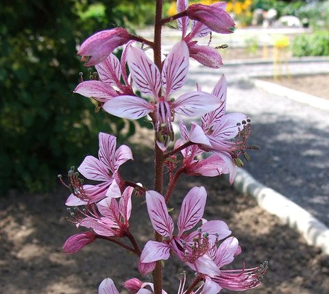 DITTANY 'Purple' --Dictamnus albus 'Purpureus'--