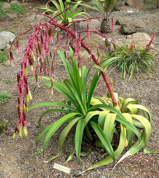 Beschorneria septentrionalis --Red False Agave--