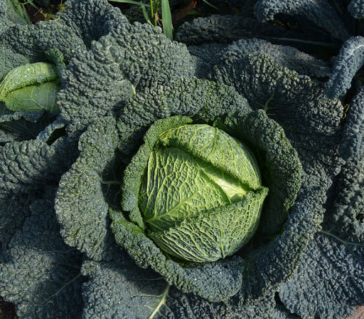 CABBAGE 'Famosa'