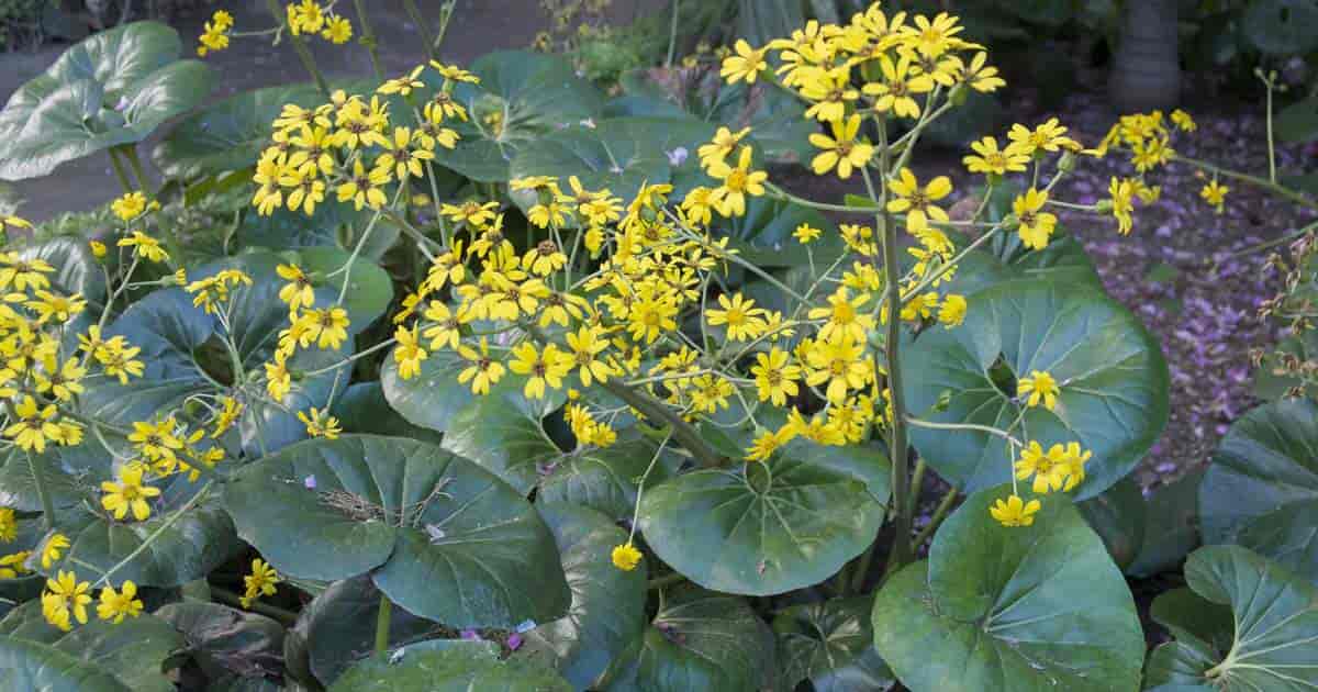 leopard succulent Farfugium japonicum 'Giganteum' --Giant Leopard Plant--