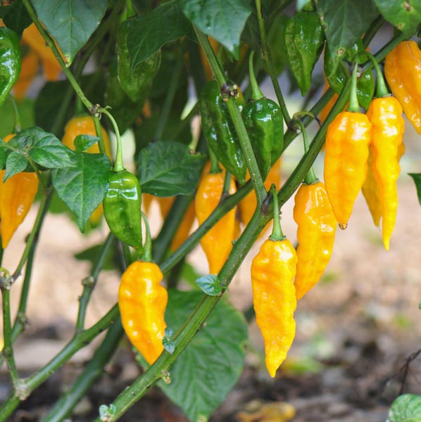 PEPPER 'Fatalii'