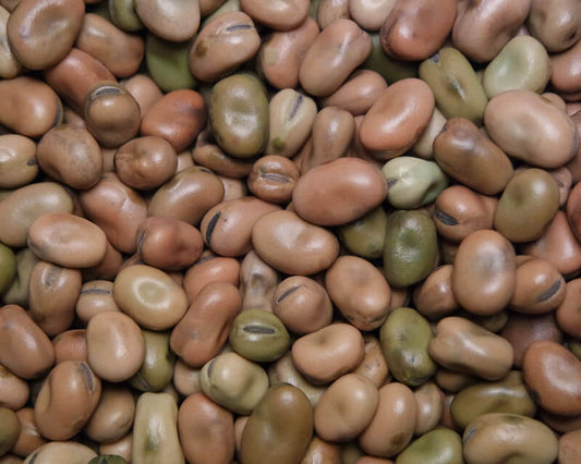 BEAN 'Sweet Lorane Fava'