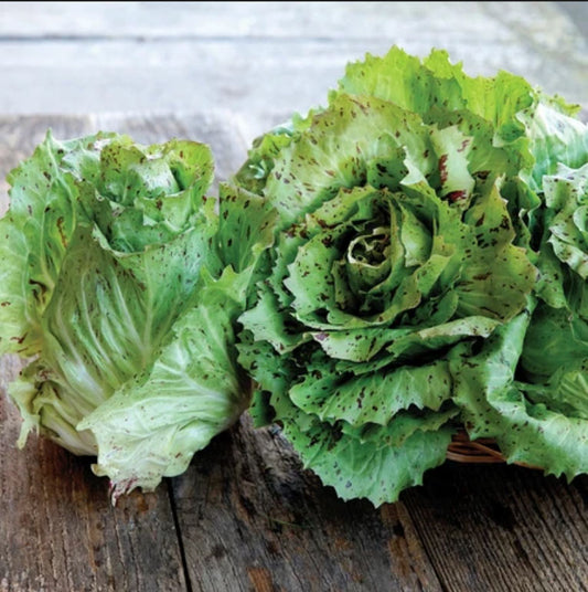 RADICCHIO 'Fenice Castelfranco'