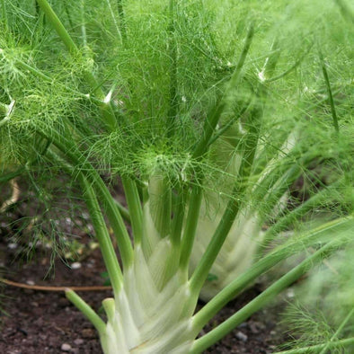 FENNEL 'Zefa Fino' --Foeniculum vulgare--