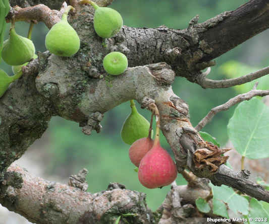 FIG 'Icebox' --Ficus palmata--