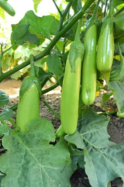 EGGPLANT 'Finger Fruit Green'