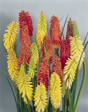 Kniphofia uvaria --Flamenco Red Hot Poker--