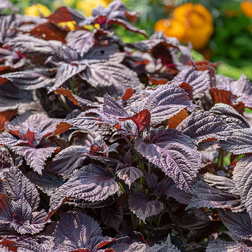 planting shiso seeds SHISO 'Purple' --Perilla frutescens--