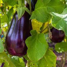 EGGPLANT 'Florida Market'