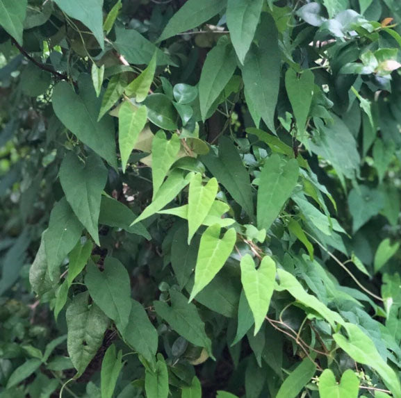 FO-TI --Polygonum multiforum--