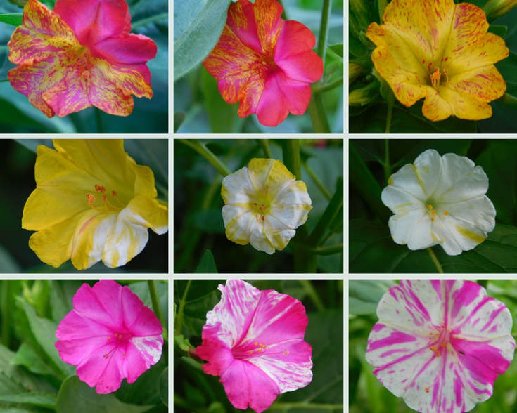 FOUR O'CLOCK 'Marvel of Peru' --Mirabilis jalapa--