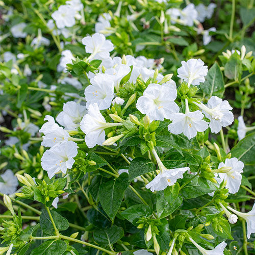 FOUR O'CLOCK 'White' --Mirabilis jalapa--