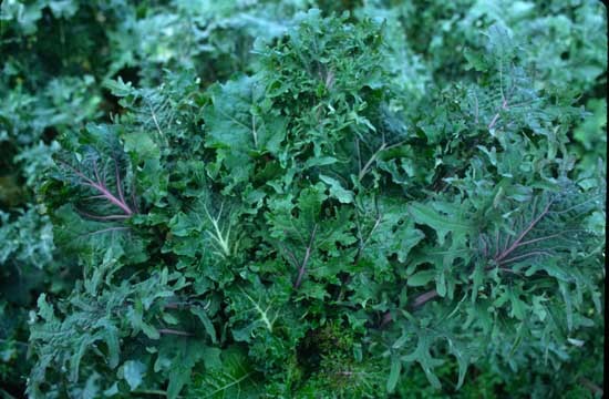 KALE 'Dutch-Siberian Napus'