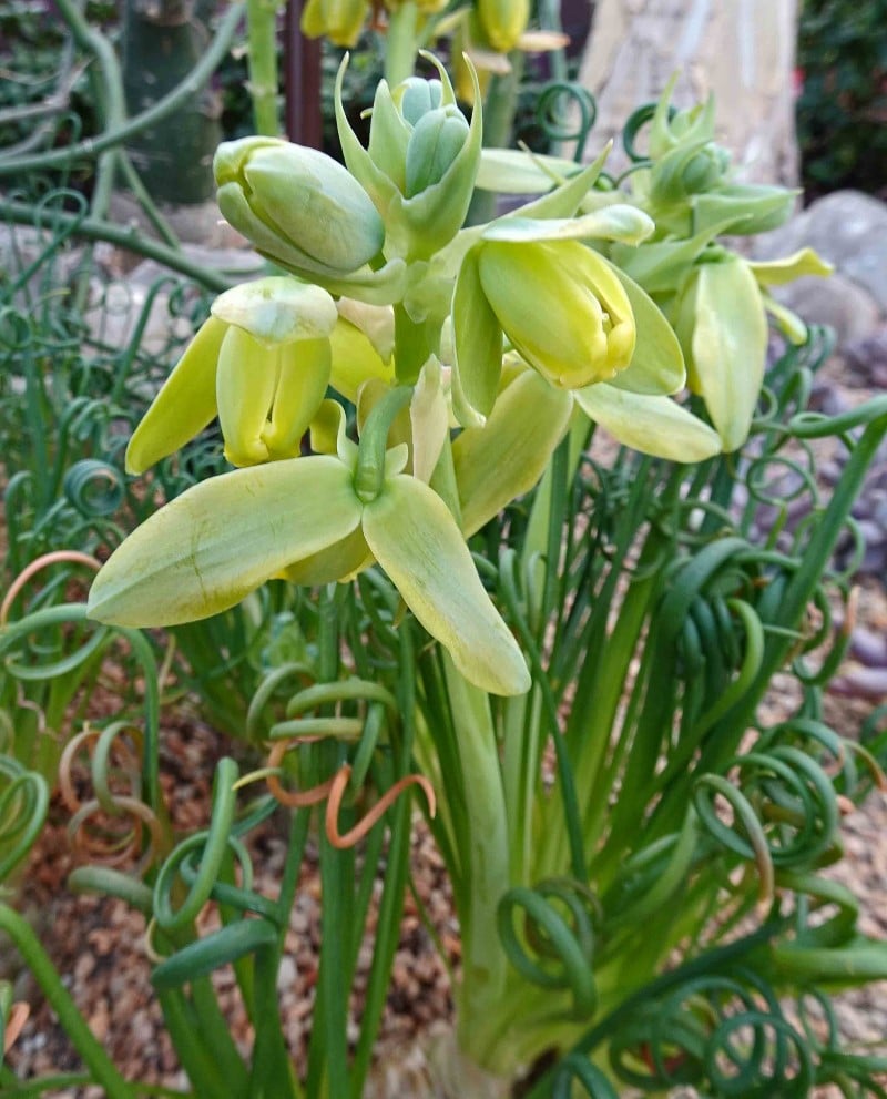 Albuca Spiralis --Frizzle Sizzle--