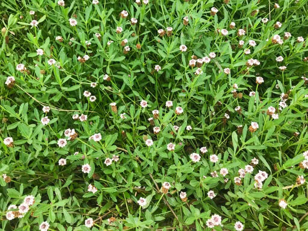 Phyla nodiflora --Texas Frog Fruit--