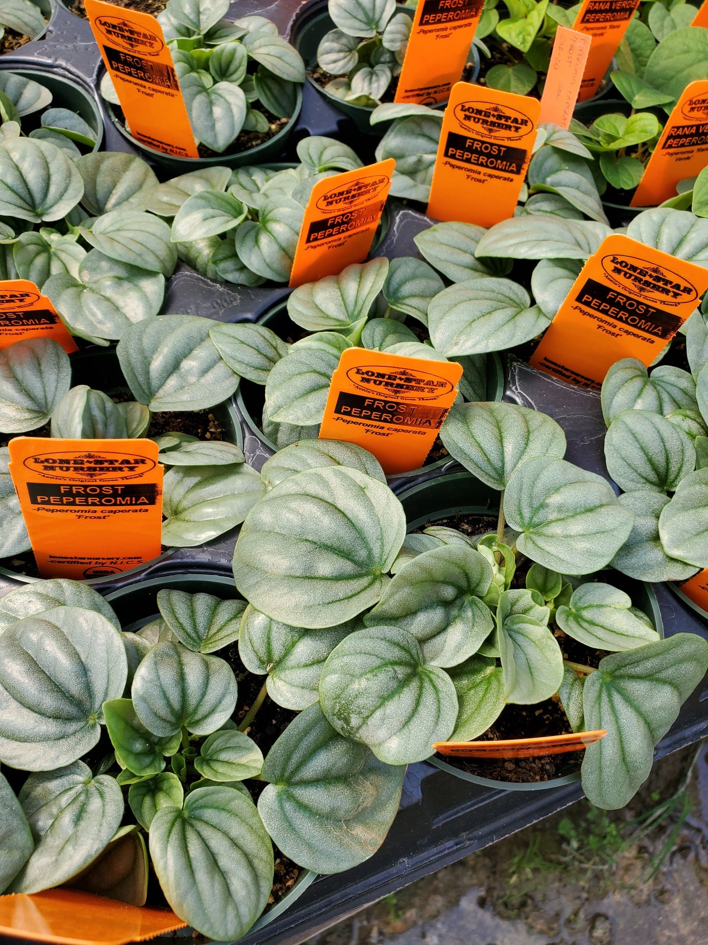 Peperomia caperata --Frost Peperomia--