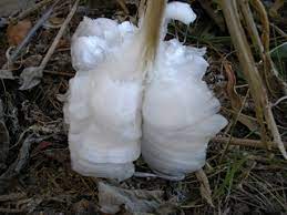Verbesina virginica --Frostweed--