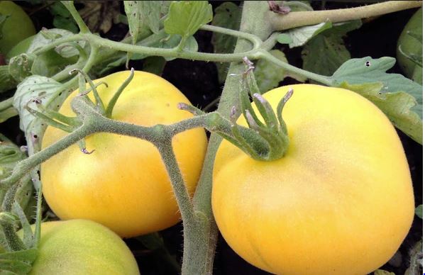 TOMATO 'Fuzzy Peach'